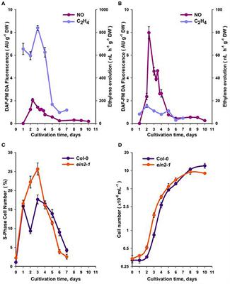 Nitric Oxide Has a Concentration-Dependent Effect on the Cell Cycle Acting via EIN2 in Arabidopsis thaliana Cultured Cells